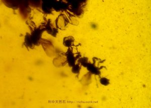 画像1: ミャンマー産虫入り琥珀（ハチ目）バーマイト02
