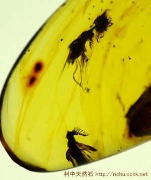 画像1: ミャンマー産虫入り琥珀（Mordellidae）バーマイト
