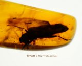 ミャンマー産虫入り琥珀（甲虫目）バーマイト08