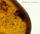 ミャンマー産虫入り琥珀（甲虫目）バーマイト07