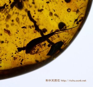 画像1: ミャンマー産虫入り琥珀（イシノミ）バーマイト