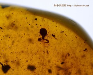 画像1: ミャンマー産虫入り琥珀（カニムシとハチ）バーマイト03