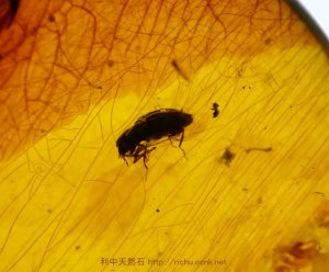 画像1: ミャンマー産虫入り琥珀（甲虫）バーマイト02