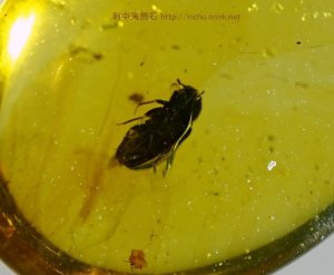 画像1: ミャンマー産虫入り琥珀（甲虫）バーマイト09