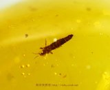 ミャンマー産虫入り琥珀（幼虫）バーマイト01