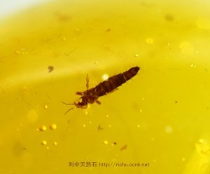 画像1: ミャンマー産虫入り琥珀（幼虫）バーマイト01