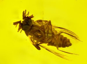 画像1: ミャンマー産虫入り琥珀（オオハナノミ花蚤）バーマイト06