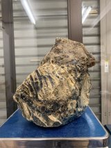スマトラ産特大琥珀原石(ブルーアンバー)未処理