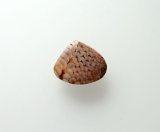 スネークスキンストーン（魚類咽頭歯の化石）224