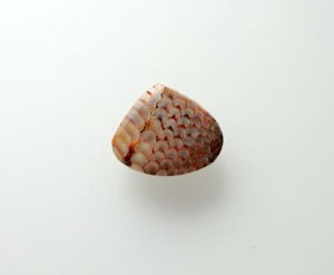 画像1: スネークスキンストーン（魚類咽頭歯の化石）224