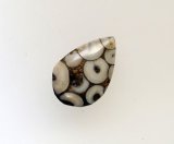 スネークスキンストーン（魚類咽頭歯の化石）310