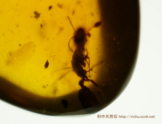 ミャンマー虫入り琥珀_Haidomyrmex_バーマイト