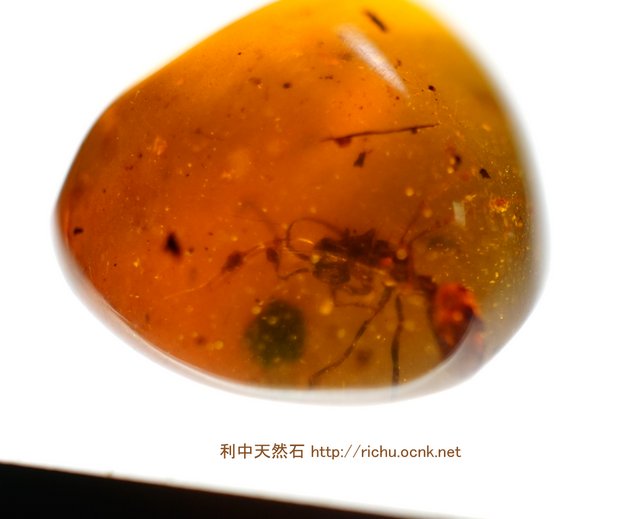 ミャンマー虫入り琥珀_Haidomyrmex_バーマイト