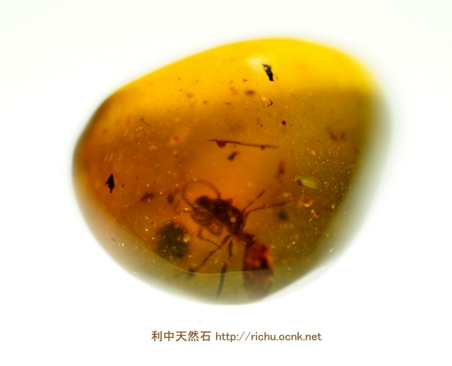 ミャンマー虫入り琥珀_Haidomyrmex_バーマイト