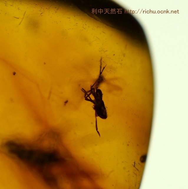 ミャンマー虫入り琥珀_Haidomyrmex_バーマイト