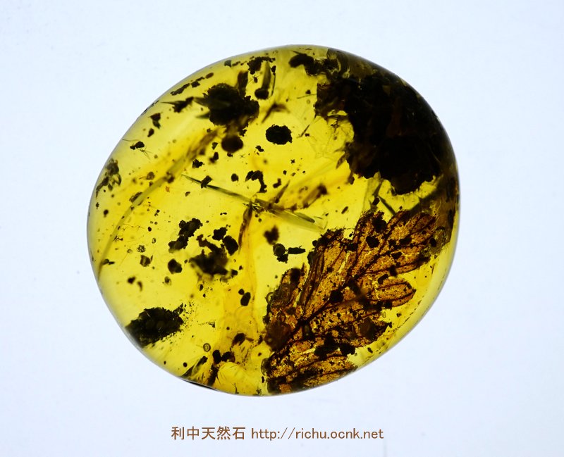 ミャンマー産琥珀（葉）バーマイト11 利中天然石