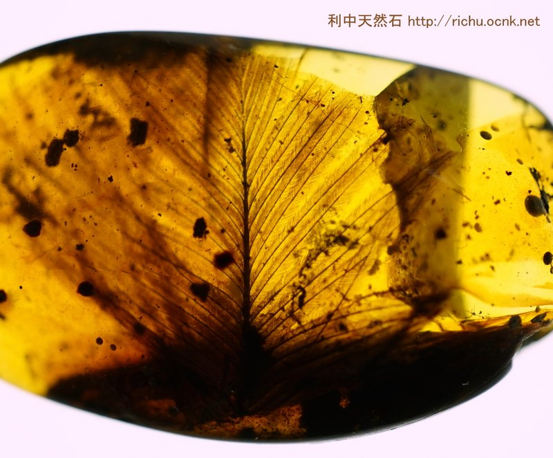 ミャンマー産虫入り琥珀（羽毛）バーマイト02 利中天然石