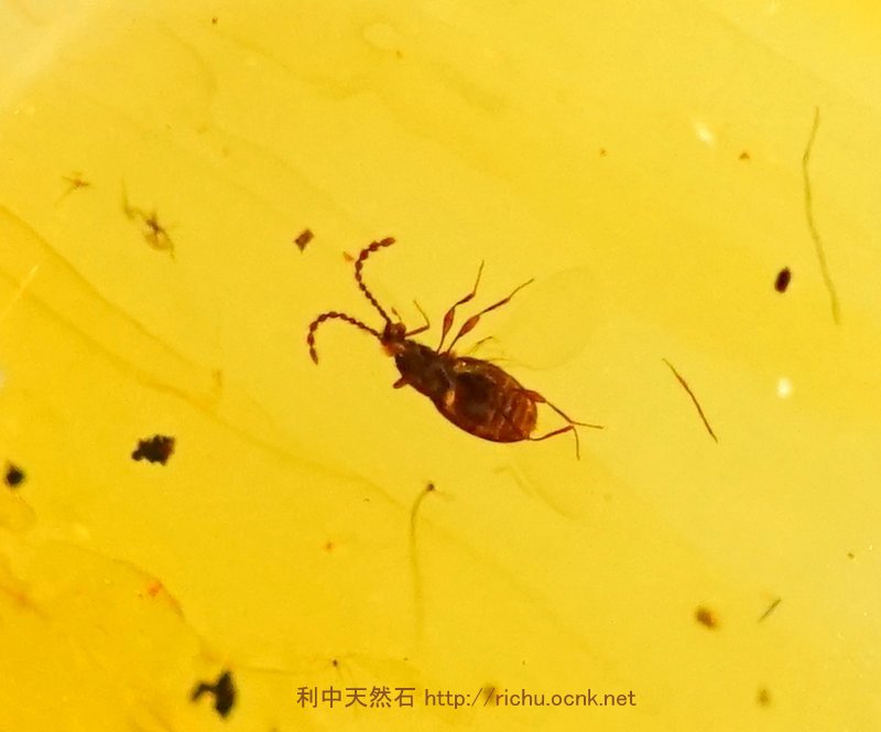 ミャンマー産虫入り琥珀（甲虫）バーマイト04