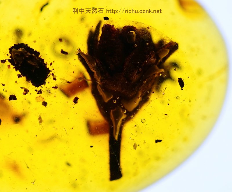 ミャンマー産植物入り琥珀（花）バーマイト06