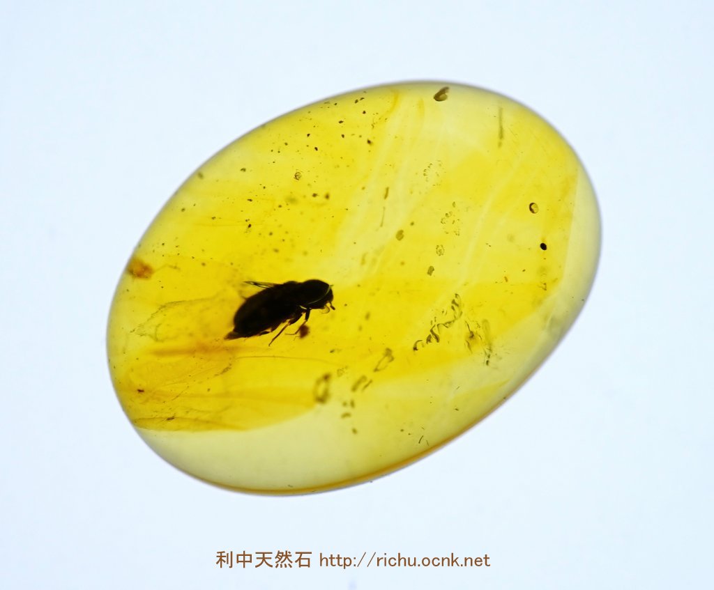 ミャンマー産虫入り琥珀（甲虫）バーマイト09 利中天然石