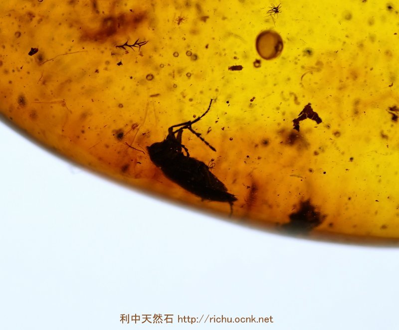 ミャンマー産虫入り琥珀（甲虫）バーマイト12