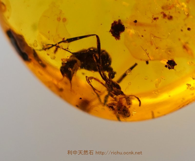 ミャンマー産虫入り琥珀（蟻アリ）バーマイト