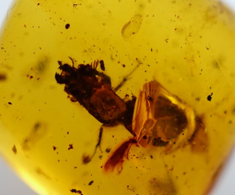 ミャンマー産虫入り琥珀（甲虫）バーマイト14