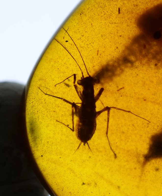 ミャンマー産虫入り琥珀（カマキリ幼虫）バーマイト