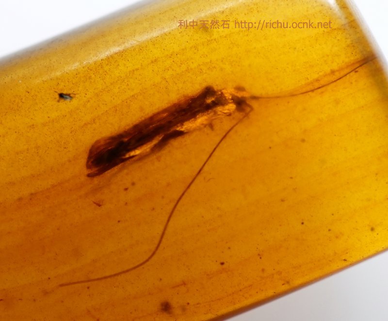 ミャンマー産虫入り琥珀（鞘翅甲虫）バーマイト14
