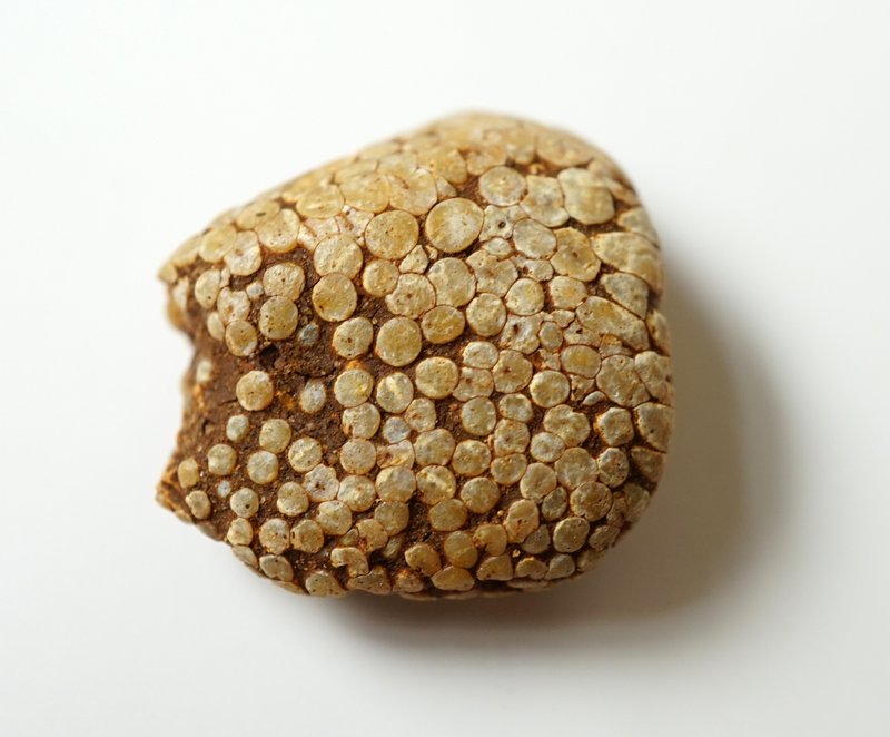 スネークスキンストーン原石（魚類咽頭歯の化石）07