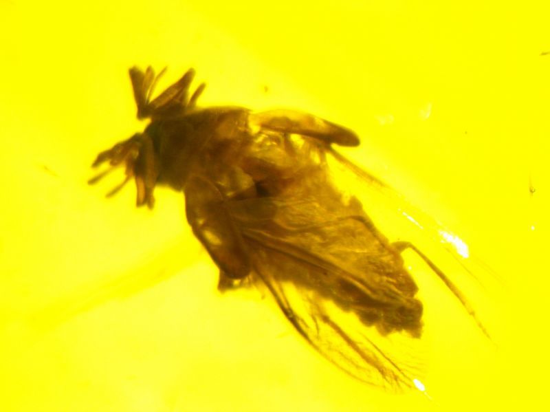 虫入り琥珀（オオハナノミ花蚤）バーマイト