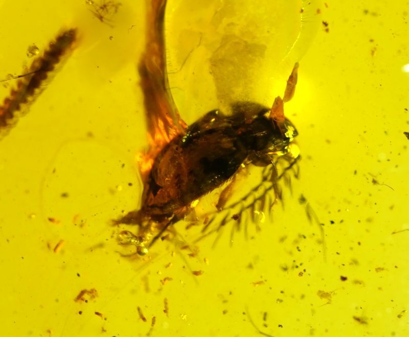 鞘翅目とヤスデ Coleoptera Diplopoda