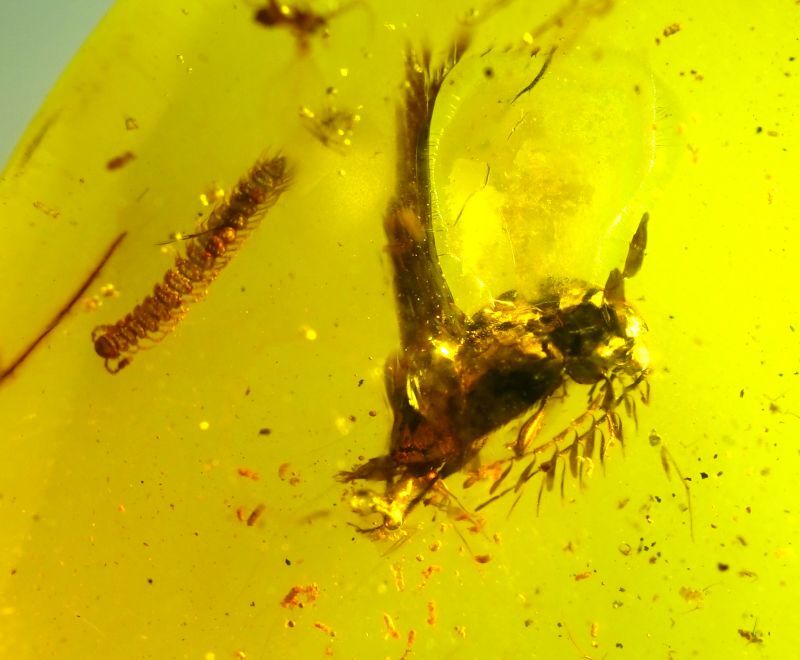 鞘翅目とヤスデ Coleoptera Diplopoda