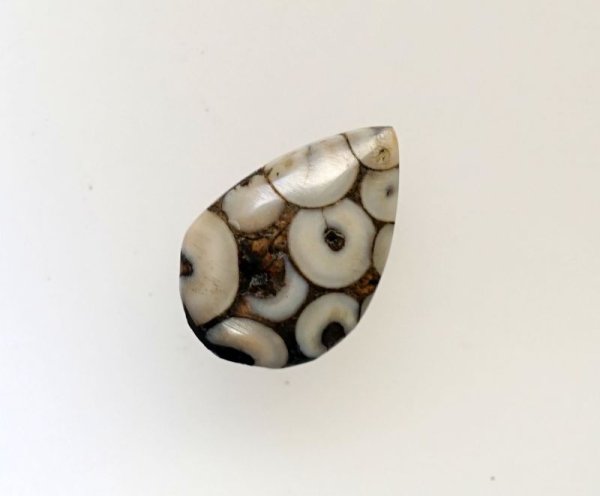 画像1: スネークスキンストーン（魚類咽頭歯の化石）310 (1)