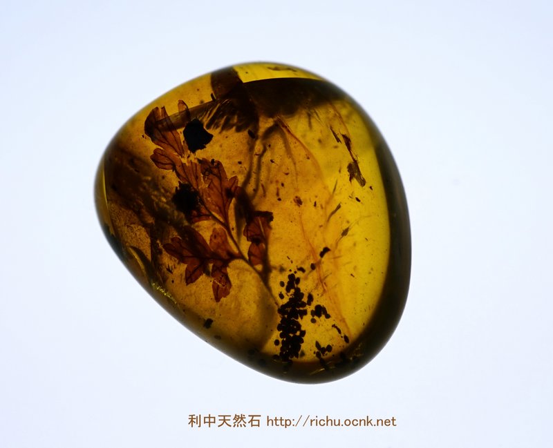 ミャンマー産琥珀（葉）バーマイト06 利中天然石